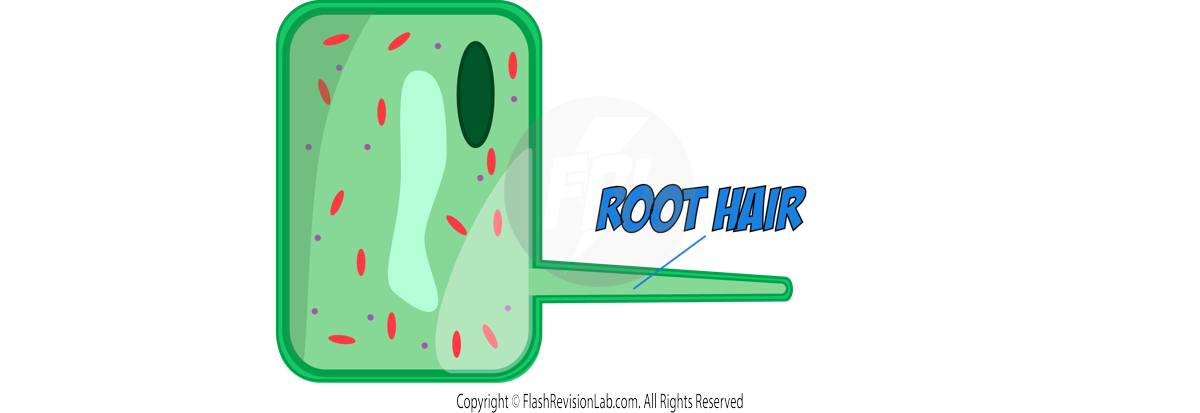 Root Hair Cell